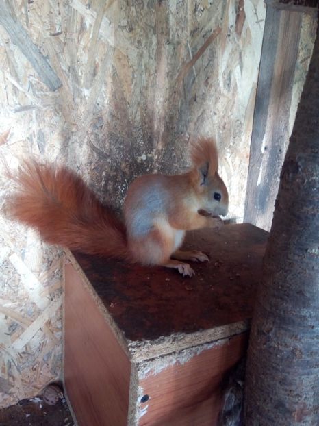  - Vând veverite autohtone europene