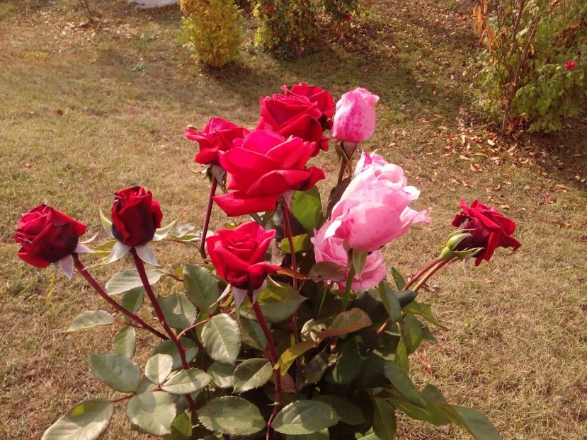  - TRANDAFIRI 2018-2019