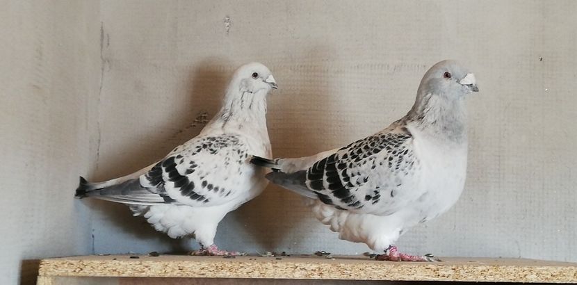  - 001 PENTRU UN FAN AL CIOCANITILOR EXEPMLARE PENTRU 2019