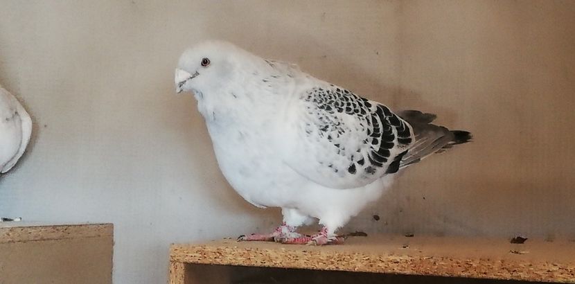  - 001 PENTRU UN FAN AL CIOCANITILOR EXEPMLARE PENTRU 2019