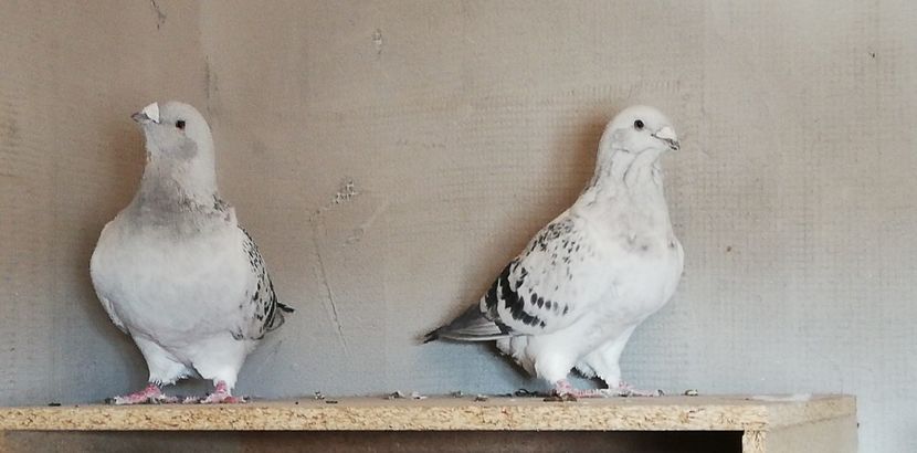  - 001 PENTRU UN FAN AL CIOCANITILOR EXEPMLARE PENTRU 2019