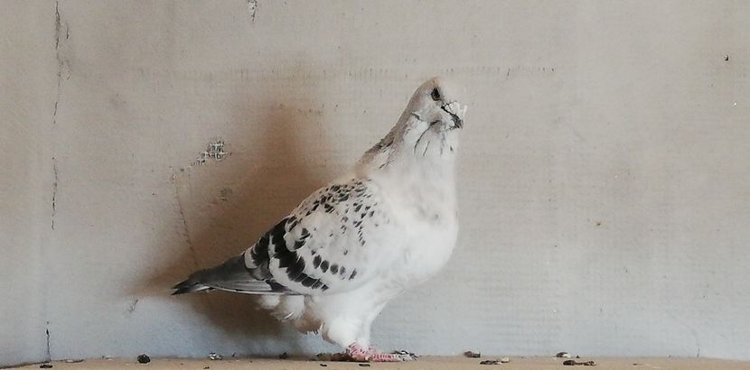  - 001 PENTRU UN FAN AL CIOCANITILOR EXEPMLARE PENTRU 2019