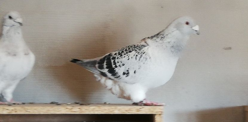  - 001 PENTRU UN FAN AL CIOCANITILOR EXEPMLARE PENTRU 2019