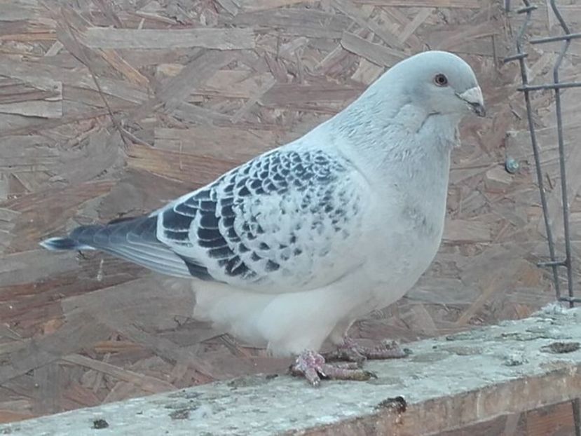  - 001 PENTRU UN FAN AL CIOCANITILOR EXEPMLARE PENTRU 2019