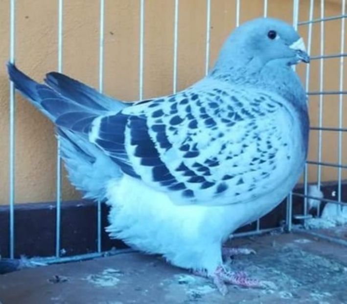  - 001 PENTRU UN FAN AL CIOCANITILOR EXEPMLARE PENTRU 2019