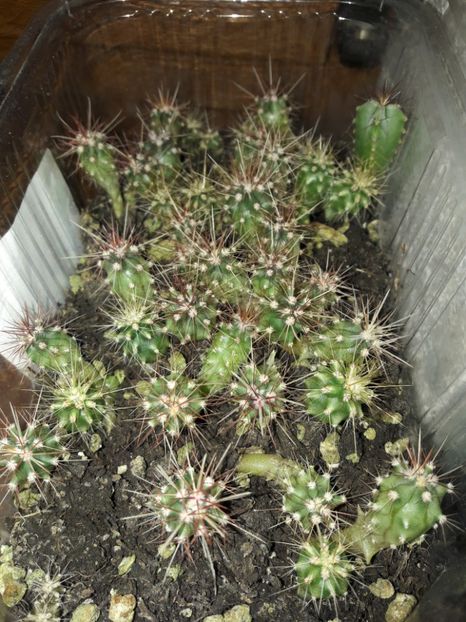  - Cactusi din seminte
