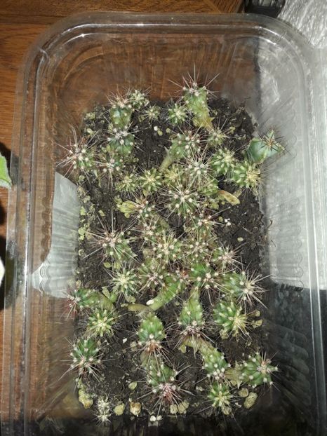  - Cactusi din seminte