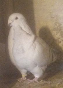 F2017 - - A - CRESCATOR POLIVALENT