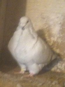 F 2017 - - A - CRESCATOR POLIVALENT