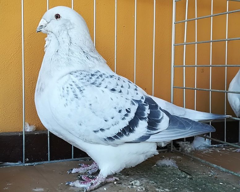  - 001 PENTRU UN FAN AL CIOCANITILOR EXEPMLARE PENTRU 2019