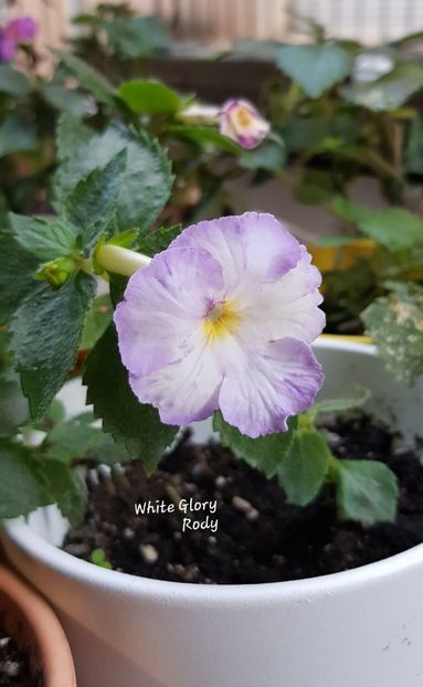  - White Glory