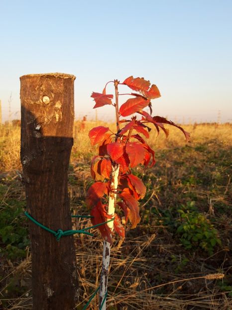  - Livada 1 anul I 2018