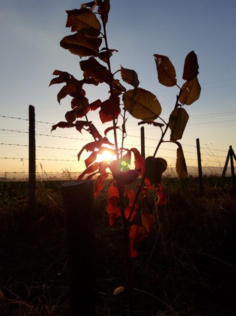  - Livada 1 anul I 2018