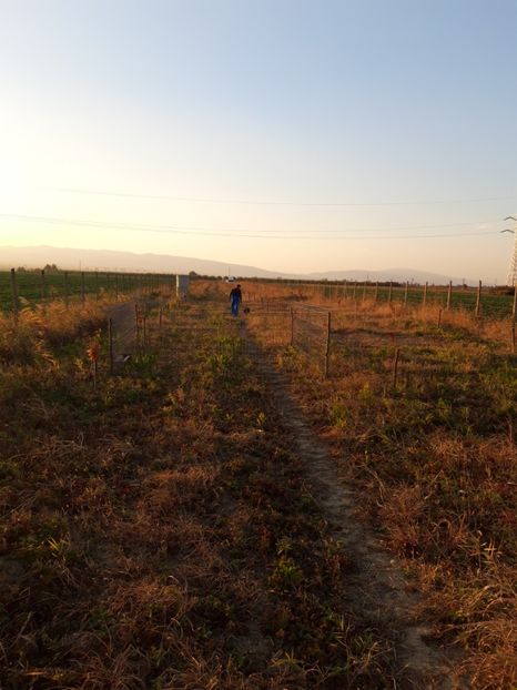  - Livada 1 anul I 2018