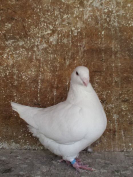  - Giant Homer achiziții 2018