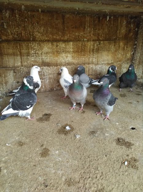  - Giant Homer achiziții 2018