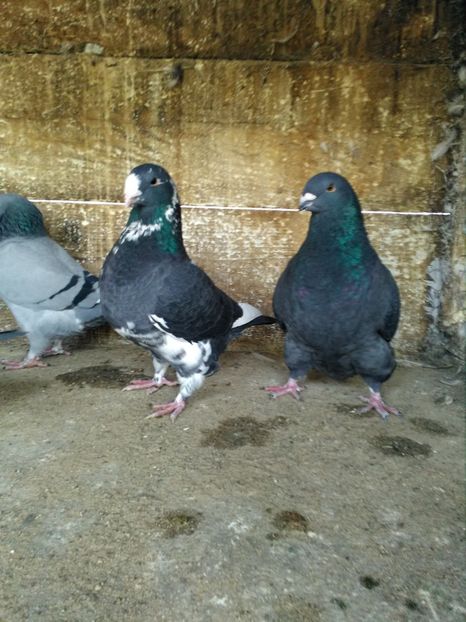  - Giant Homer achiziții 2018