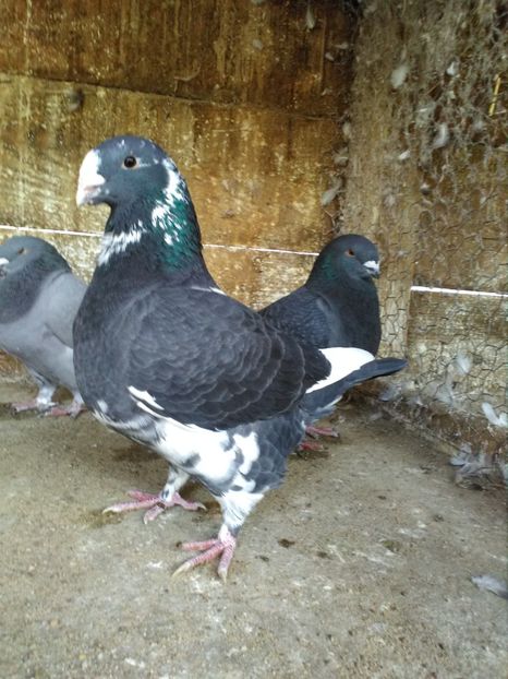  - Giant Homer achiziții 2018