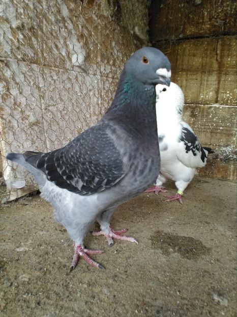  - Giant Homer achiziții 2018