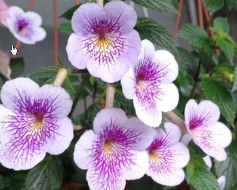 Ambroise Verschaffelt - Ambroise Verschaffelt