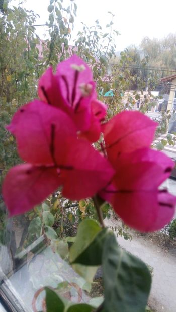  - Bougainvillea