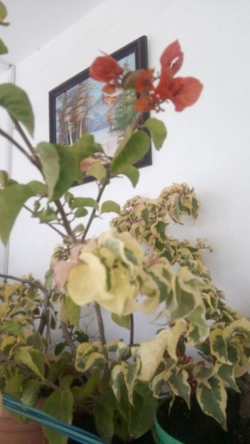  - Bougainvillea
