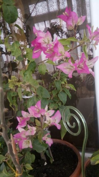  - Bougainvillea