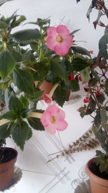  - Vie en Rose