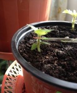  - Ramificare achimenes