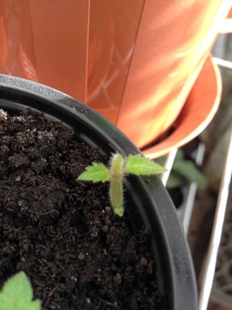  - Ramificare achimenes