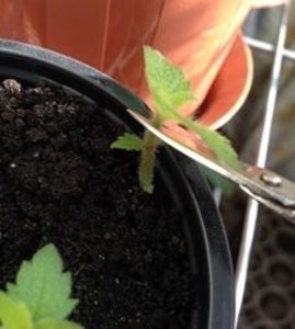  - Ramificare achimenes