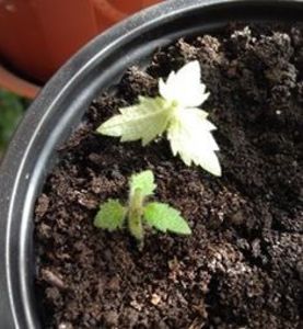  - Ramificare achimenes