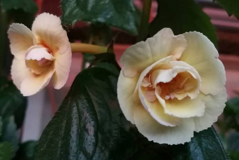 Blueberry Lemon varianta dubla - Achi cu flori duble