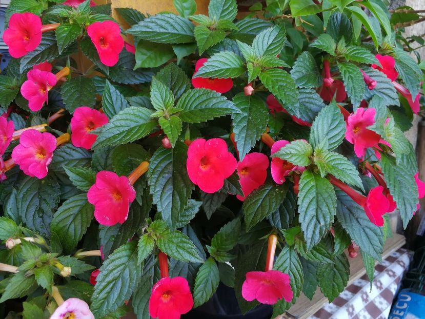 Orange Delight - Achi cu flori simple