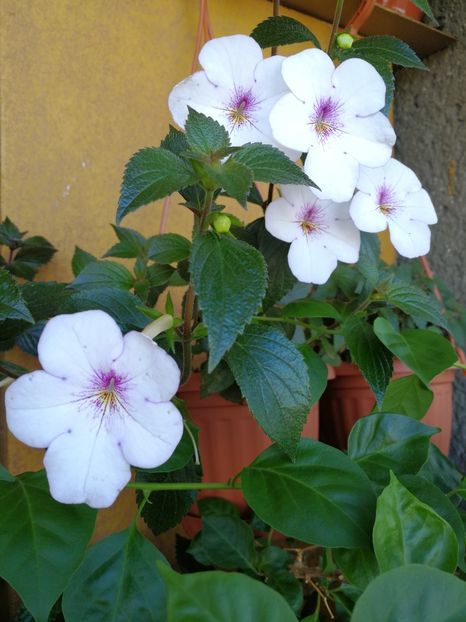 Charity - Achi cu flori simple