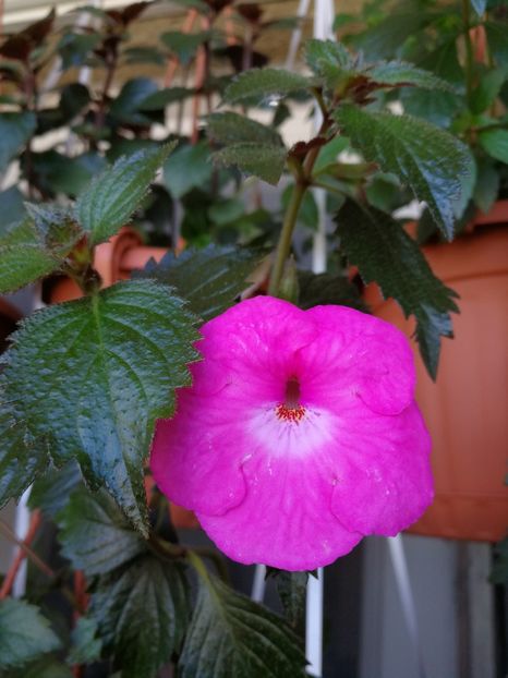 Wetterlow s triumph - Achi cu flori simple