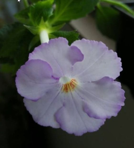 Champs De Lavande - Achi cu flori simple