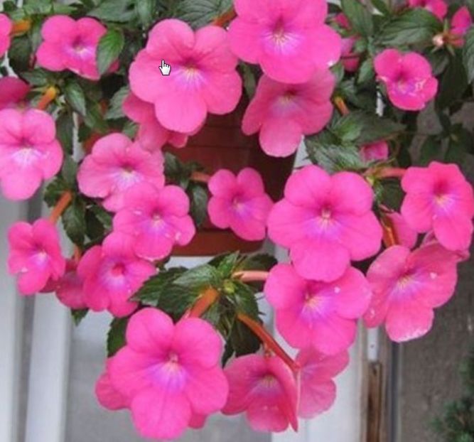 Cascade Rose Red - Achi cu flori simple