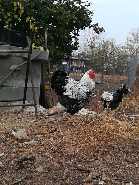  - WYANDOTTE ARGINTIU