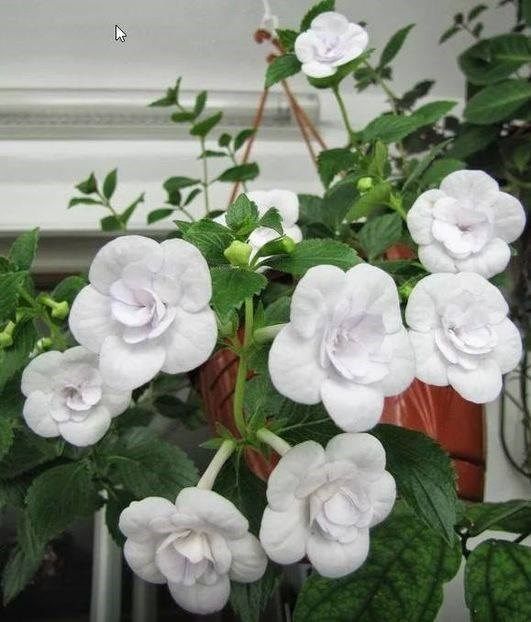 Double Picotee Rose - Achi cu flori duble