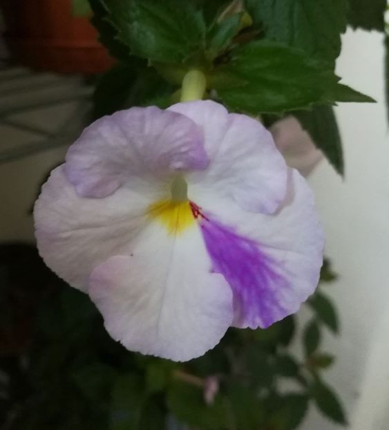 Big Weiss - Achi cu flori simple