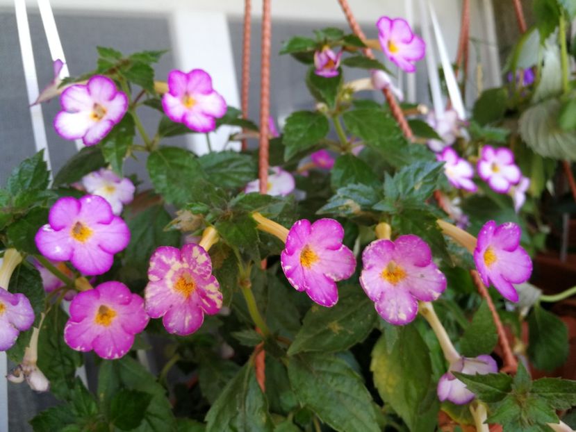  - Achi cu flori simple