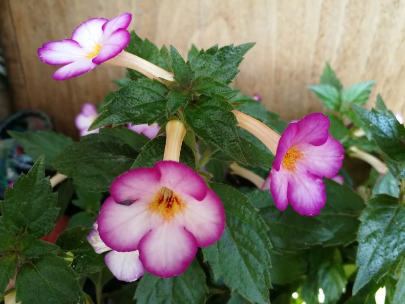  - Achi cu flori simple