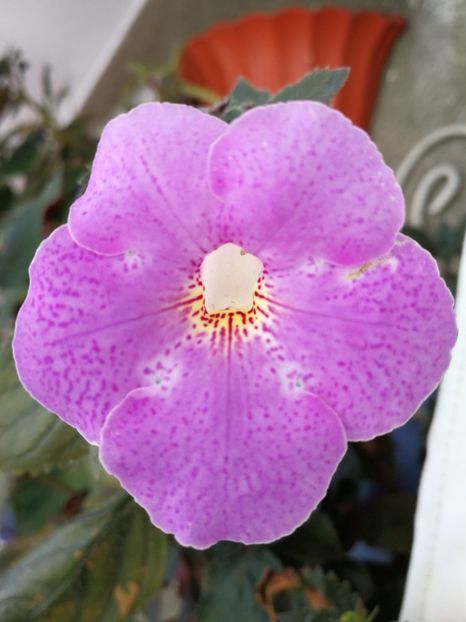  - Achi cu flori simple