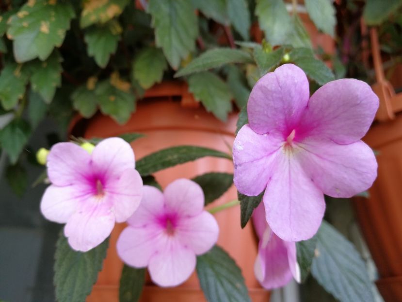 Peach Blossom - Achi cu flori simple