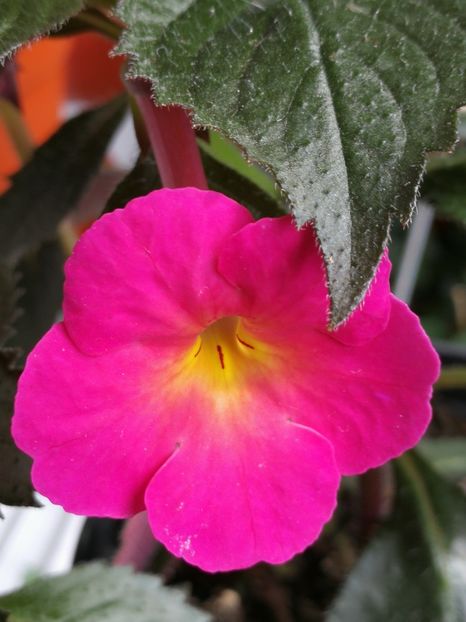  - Achi cu flori simple