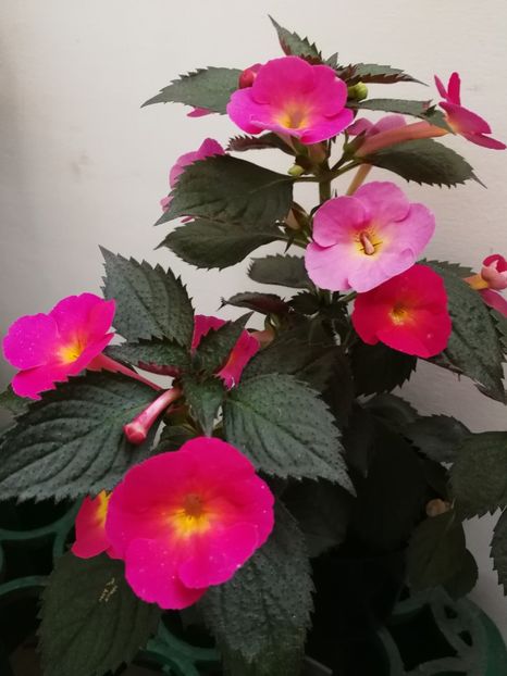  - Achi cu flori simple