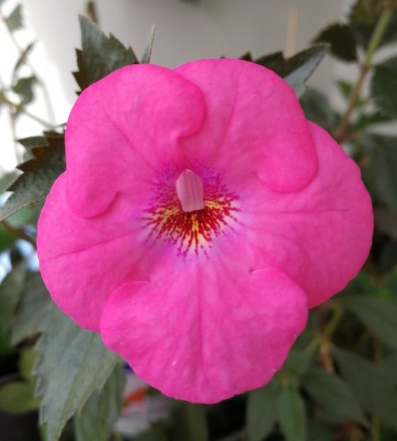  - Achi cu flori simple