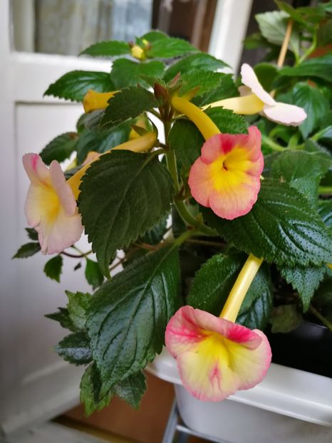  - Achi cu flori simple