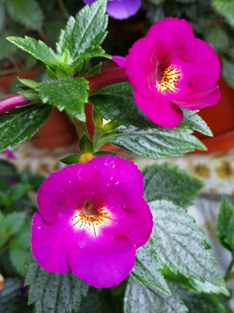  - Achi cu flori simple